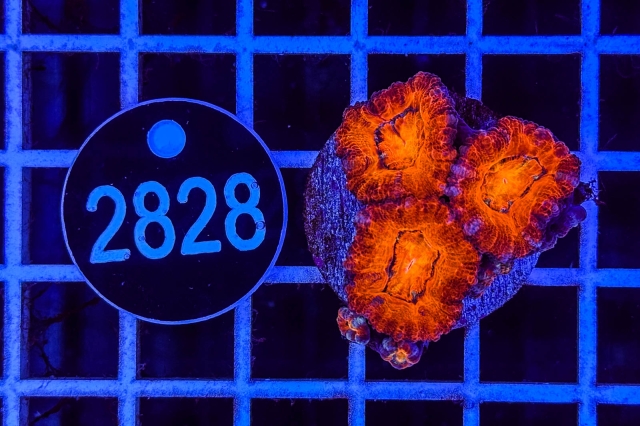 Acanthastrea lordhowensis