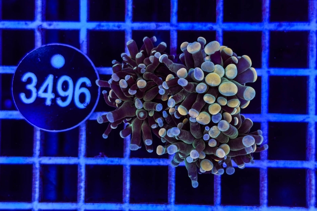 Euphyllia paraancora