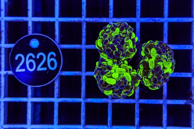 Euphyllia paraancora