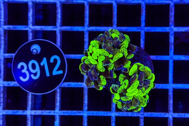 Euphyllia paraancora