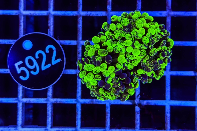 Euphyllia paraancora - 5922_21