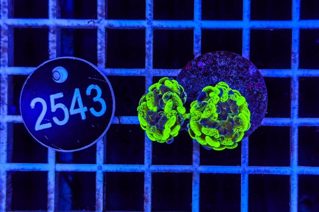 Euphyllia paraancora