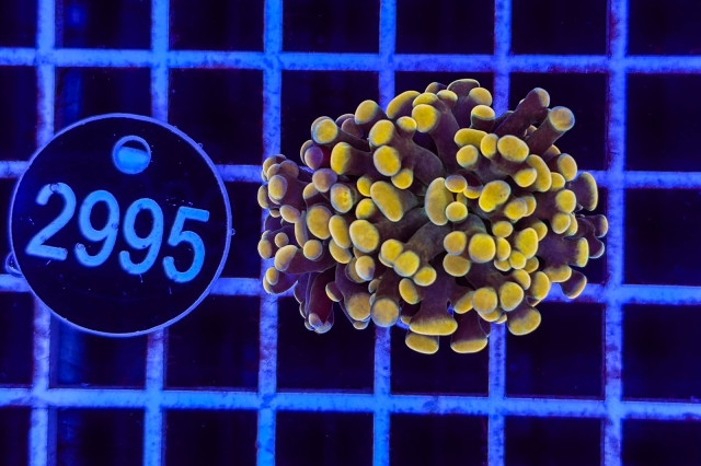 Euphyllia paraancora