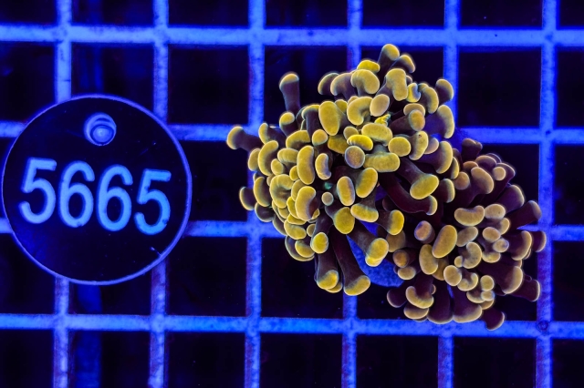 Euphyllia paraancora