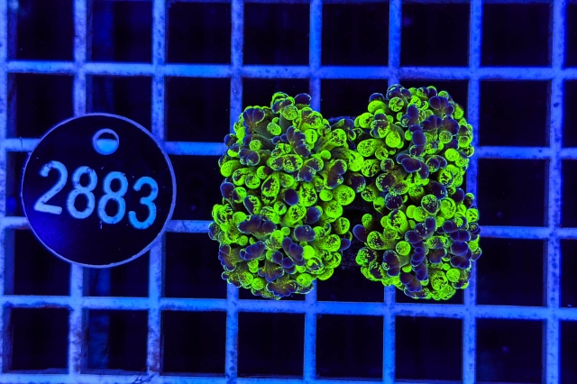 Euphyllia paraancora