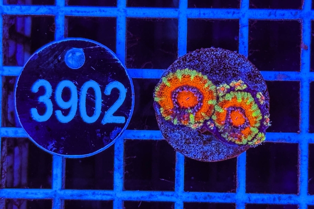 Acanthastrea lordhowensis