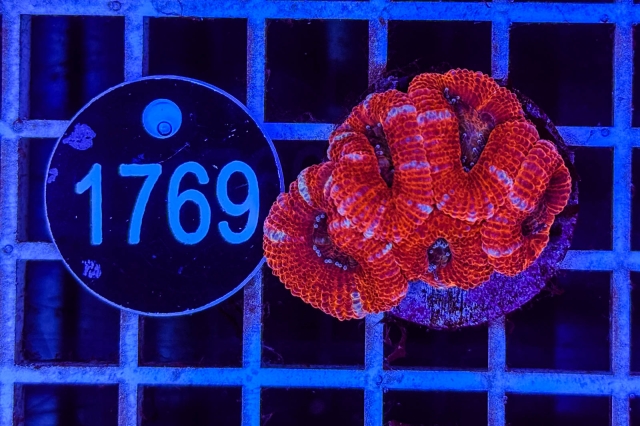 Acanthastrea lordhowensis