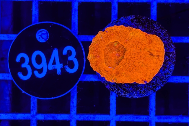 Acanthastrea bowerbanki