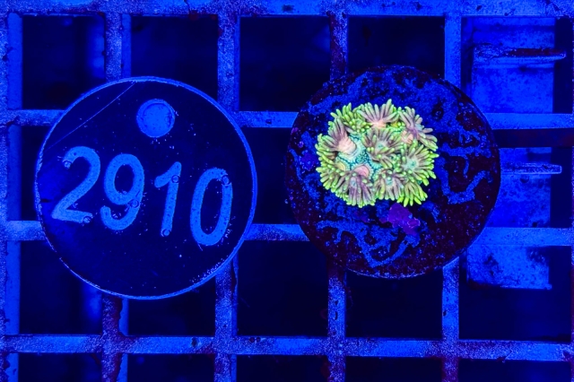 Goniopora - 2910_23