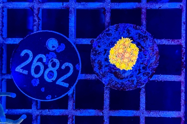 Goniopora