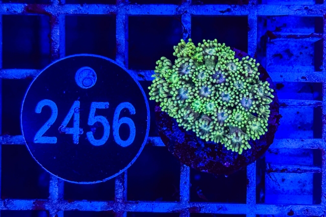 Goniopora - 2456_23