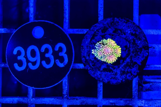 Goniopora - 3933_23