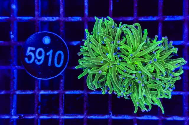 Euphyllia glabrescens