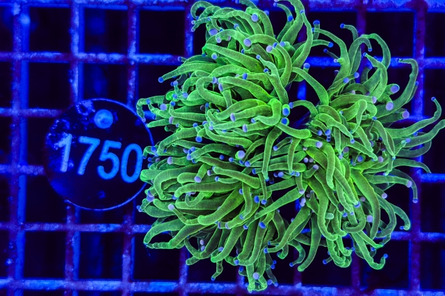 Euphyllia glabrescens - 1750_23
