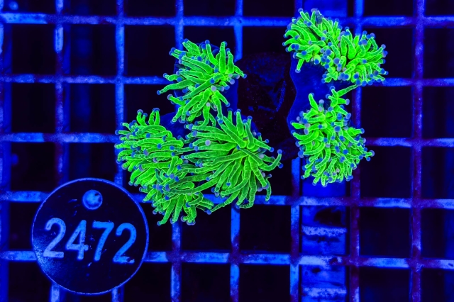 Euphyllia glabrescens
