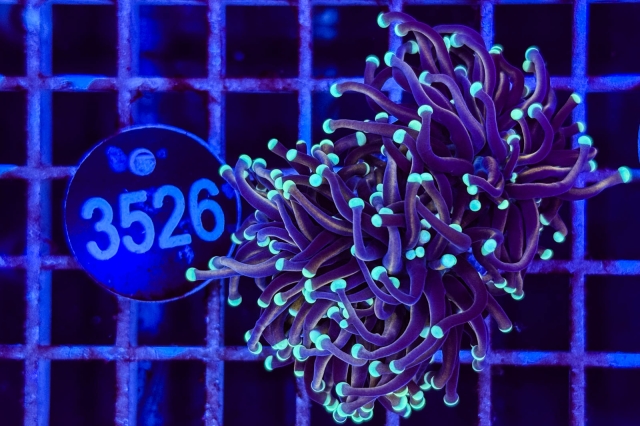 Euphyllia glabrescens - 3526_23