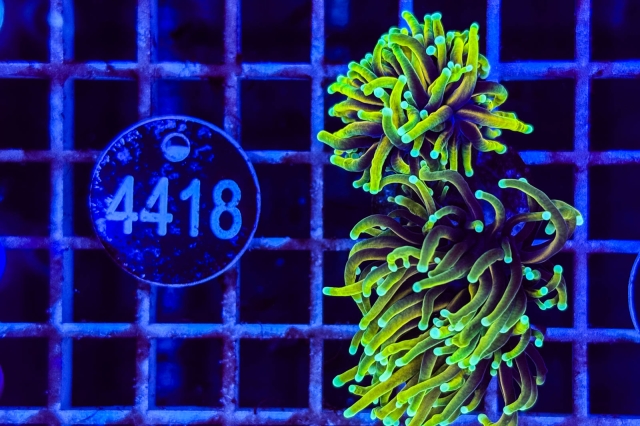 Euphyllia glabrescens - 4418_23