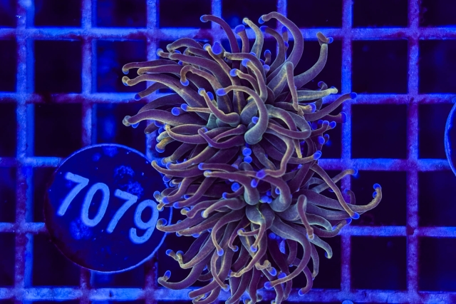 Euphyllia glabrescens