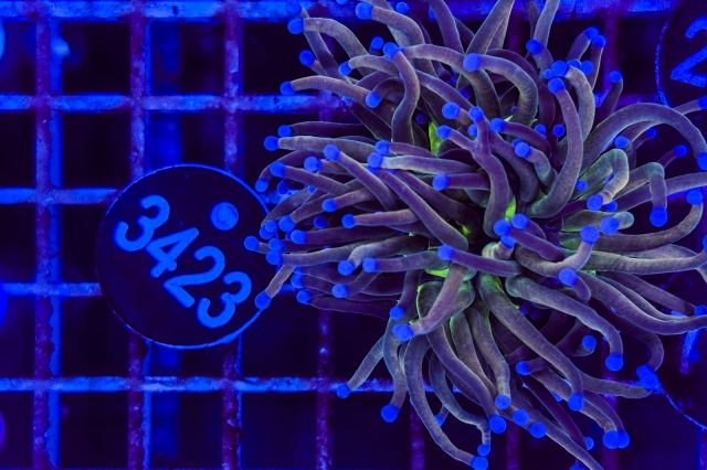 Euphyllia glabrescens - 3423_23