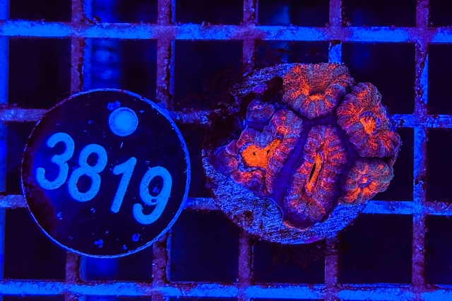 Acanthastrea lordhowensis - 3819_23