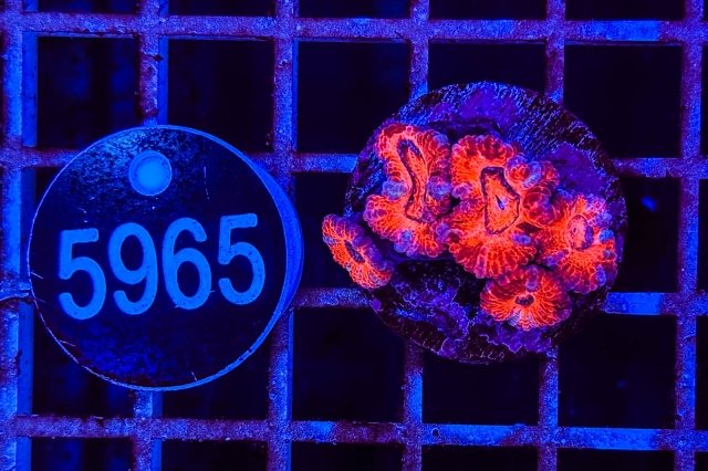 Acanthastrea lordhowensis