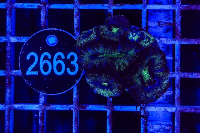 Acanthastrea lordhowensis - 2663_23