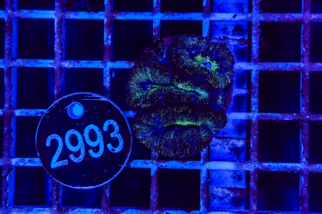 Acanthastrea lordhowensis