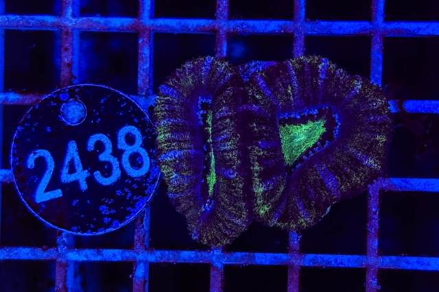 Acanthastrea lordhowensis - 2438_23