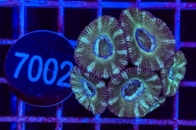 Acanthastrea lordhowensis - 7002_23