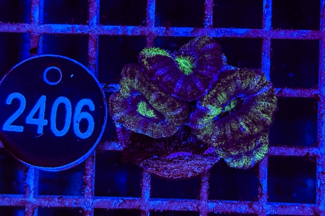 Acanthastrea lordhowensis