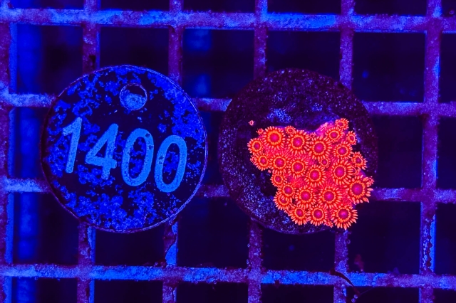 Goniopora - 1400_23