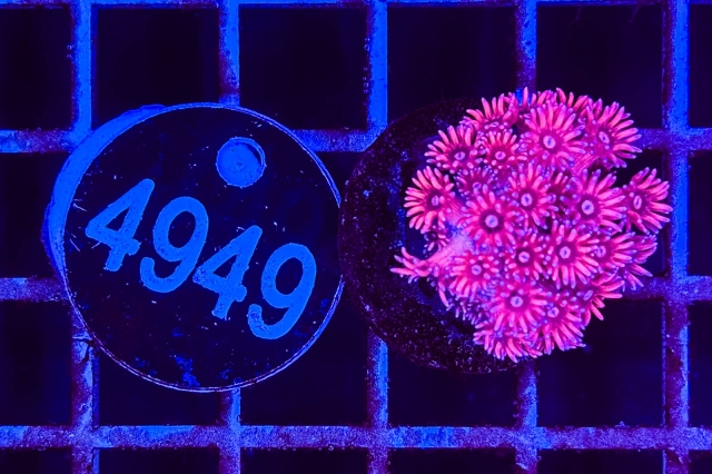 Goniopora - 4949_23