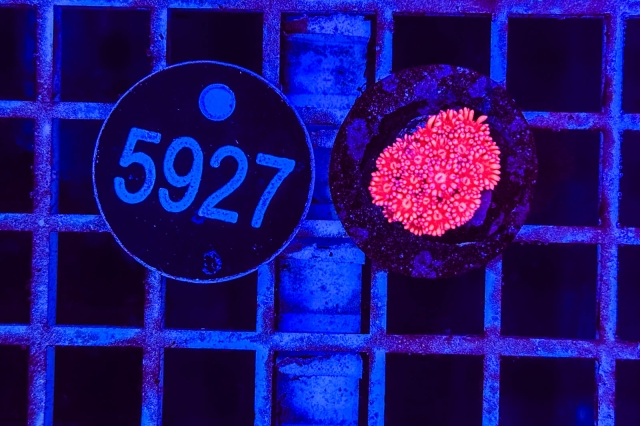 Goniopora - 5927_23