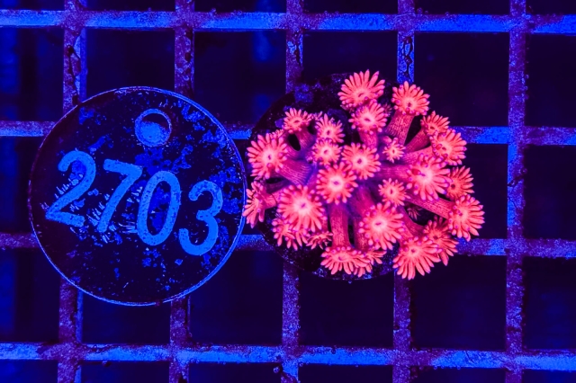 Goniopora - 2703_23