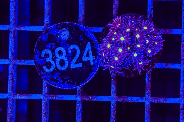 Goniopora - 3824_23
