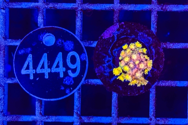 Goniopora - 4449_23