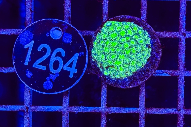 Goniopora - 1264_23