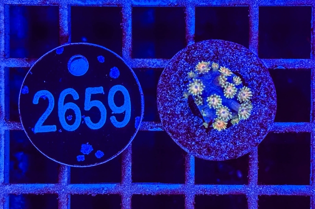 Goniopora - 2659_23
