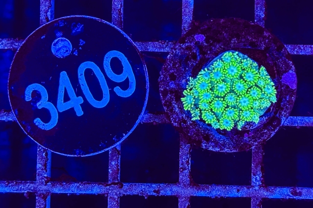 Goniopora - 3409_23