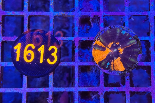 Scolymia button