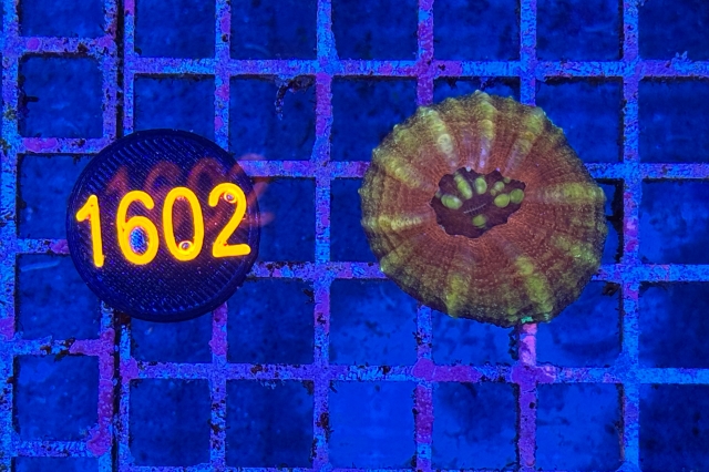 Scolymia button