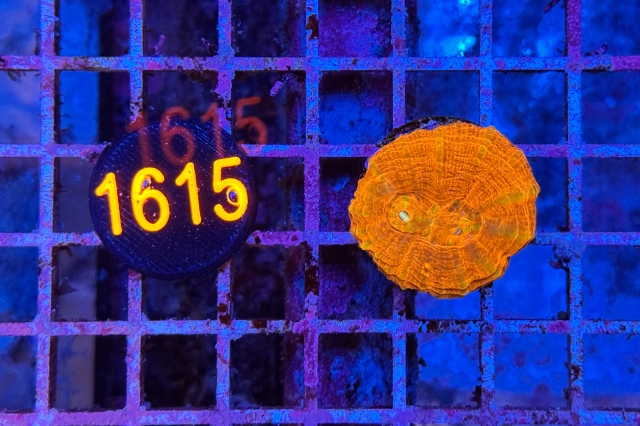 Scolymia button