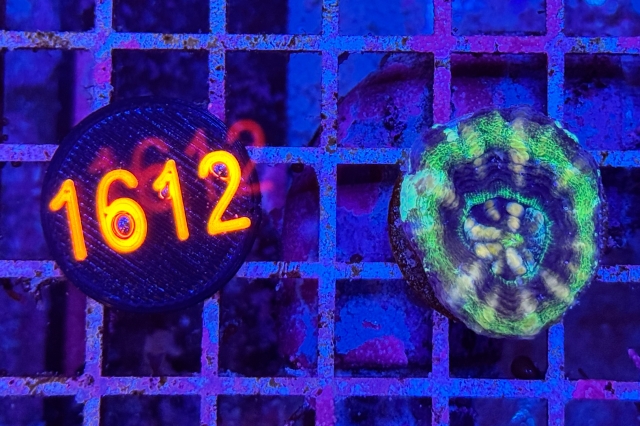 Scolymia button
