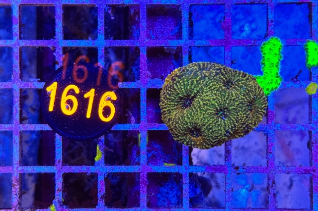 Acanthastrea echinata