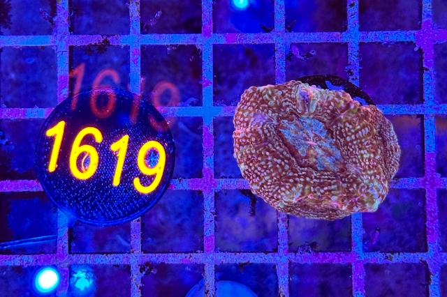 Acanthastrea bowerbanki