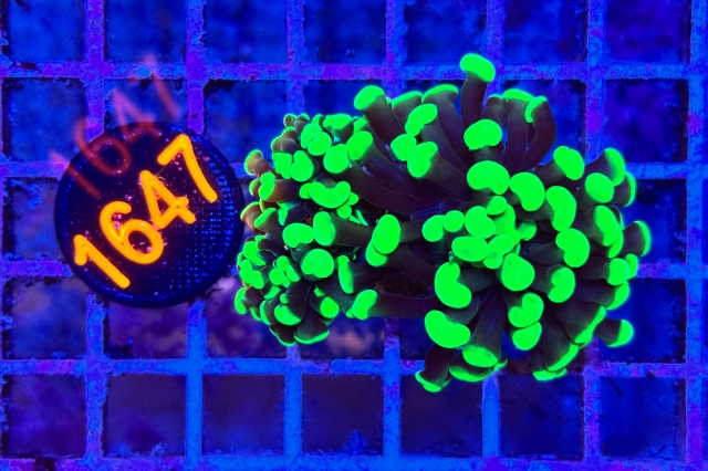 Euphyllia paraancora