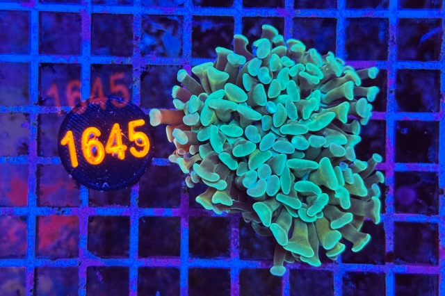 Euphyllia paraancora