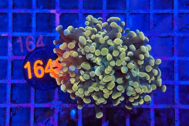 Euphyllia paraancora