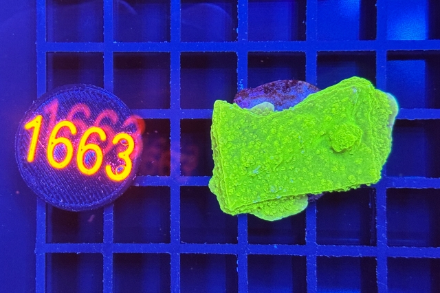 Montipora