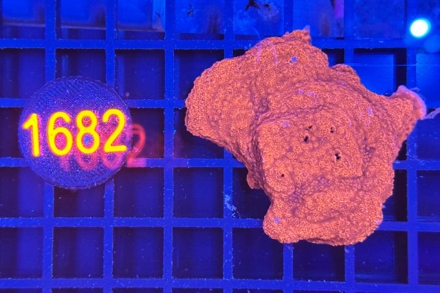 Montipora